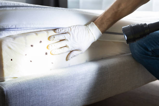 Best Emergency Pest Control  in Buchanan, VA